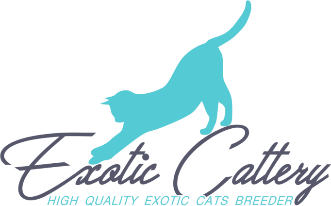 Buy Exotic Kittens online | Exotic Cattery Cat Breeders