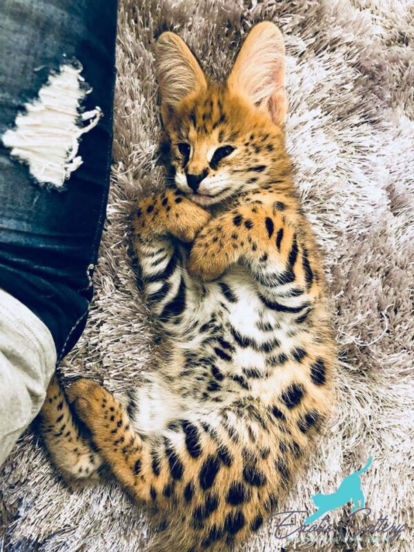 Serval cat / Kitten