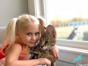 Savannah Vet Care | Savannah Kitten Care | exoticcattery.com