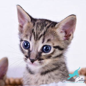 Savannah Kittens | Caracals | Servals for sale | Tica Registered‎