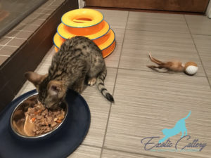 F4 Savannah cats eating elegantly, showcasing spotted coat and large ears