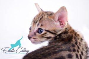 Savannah F5 kitten | F1, F2, F3, F4, & F5 , Caracals, Servals