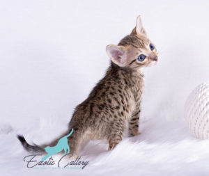 Buy F5 Savannah Cat Online | Buy F5 Savannah cat | Savannah F5 cats available | F1, F2, F3, F4, & F5 , Caracals, Servals