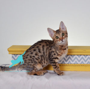 Savannah F5 kittens available | F1, F2, F3, F4, & F5 for sale - Buy F1 Savannah Kittens