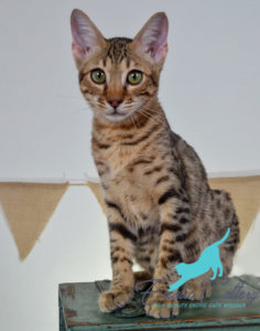 Savannah F5 kittens for sale