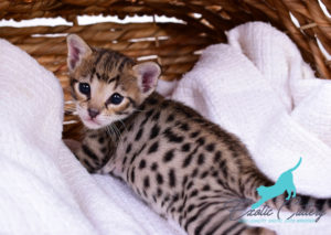 Savannah cat breeders | F3 Female Savannah | Cats & Kittens