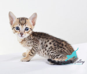 Savannah F5 kitten for sale