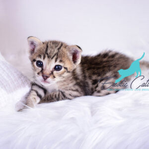 Savannah exotic cats | Cats & Kittens |Savannah cat breeders