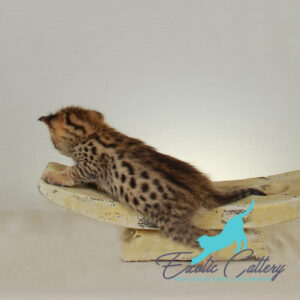 an image of a well-set-up living space for a Savannah cat, including tall cat trees, perches, and interactive toys