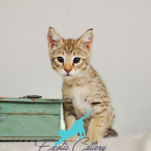 F2 Male Savannah Cat | Exotic cattery