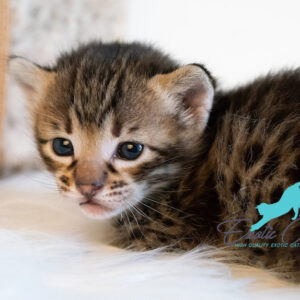 Savannah Cat Breeders Europe | F1,F2,F3,F4,F5,SBT | Tica Registered