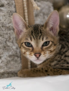 Buy SBT Savannah Male Cats