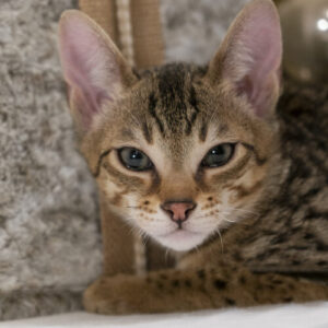 Buy SBT Savannah Male Cats