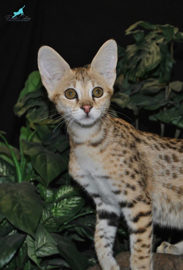 F1 Female Savannah cat interacting playfully with its owner, showcasing its size and wild features