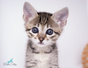 high-quality, eye-catching image of an F3 Savannah female kitten for sale