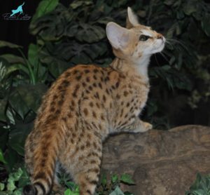 F1 Female Savannah Kitten for sale