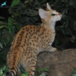 F1 Female Savannah Kitten for sale