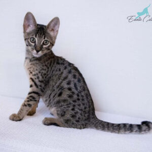 Adorable Fuzzy Savannah Kittens for Sale - Find your perfect feline companion from a wide selection of cuddly and playful Savannah kittens