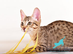 Are Savannah Cats Hypoallergenic?