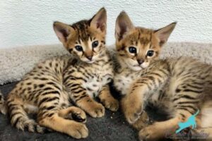 Savannah Cat Information