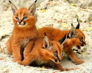 Adopt a Caracal Kitten