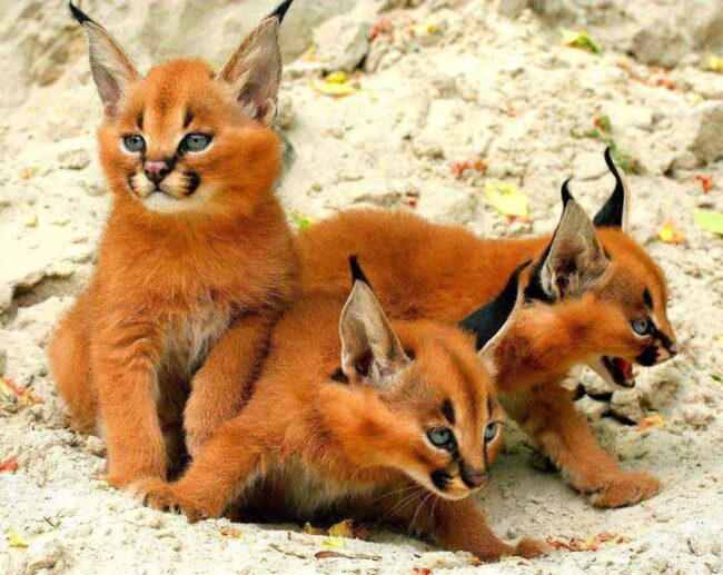 Adopt a Caracal Kitten Adopt a Caracal Kitten