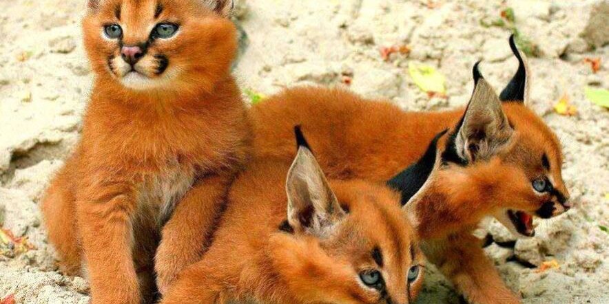 Adopt a Caracal Kitten Adopt a Caracal Kitten