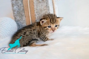 Buy Exotic Kittens Online