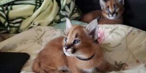 Caracal Kittens for Sale Caracal Kittens for Sale