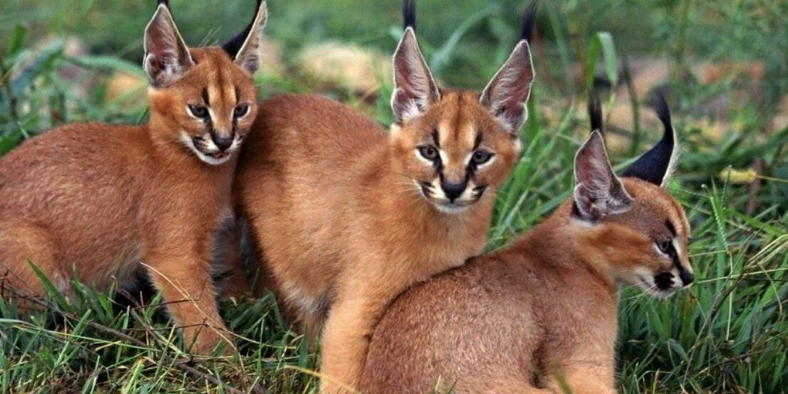 Caracal kitten breeders Caracal kitten breeders