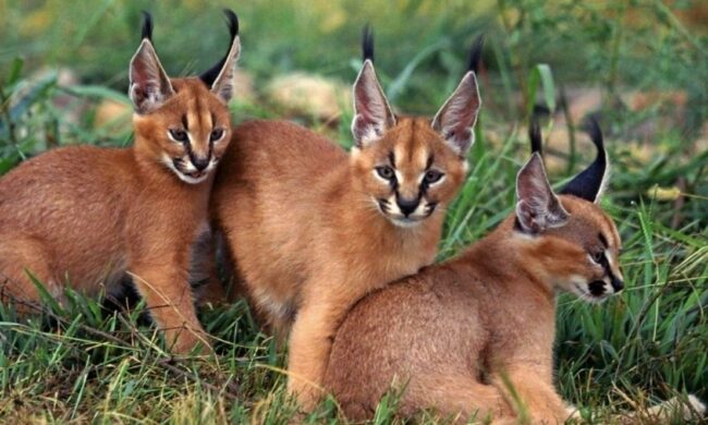 Caracal kitten breeders Caracal kitten breeders