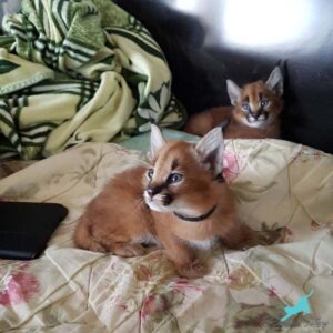 Caracal kitten care requirements