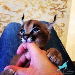 Caracal kittens cost