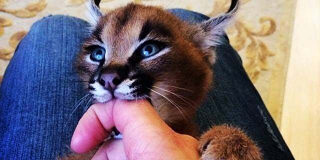 Caracal kittens cost Caracal kittens cost
