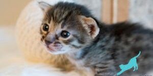 Exotic Kitten Breeds Exotic Kitten Breeds