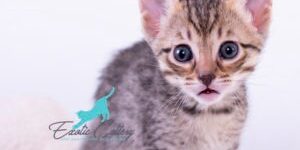 F5 Savannah Cats F5 Savannah Cats