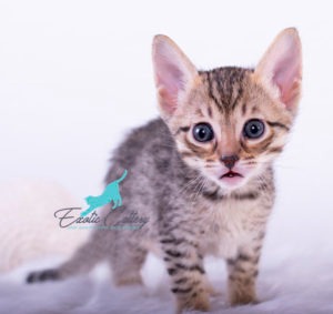 F5 Savannah Cats F5 Savannah Cats