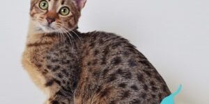 How much does a savannah cat cost How much does a savannah cat cost