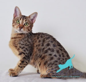 How much does a savannah cat cost