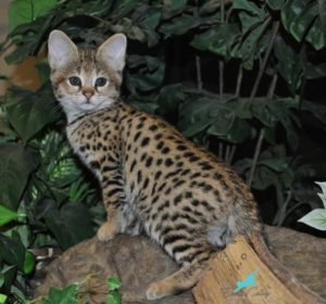 How to Vaccinate Your Savannah Cat