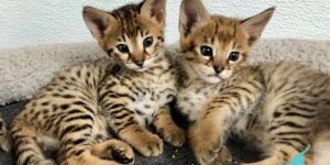 Reputable Exotic Kitten Breeder Reputable Exotic Kitten Breeder