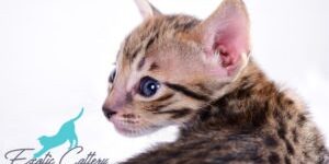 Savannah Cat Breeds Savannah Cat Breeds