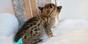 Savannah cat behavior Savannah cat behavior