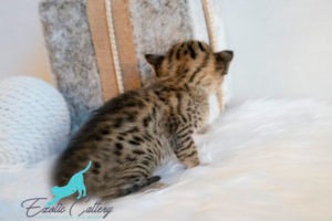 Savannah cat behavior Savannah cat behavior