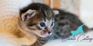 Savannah cat hybrid Savannah cat hybrid