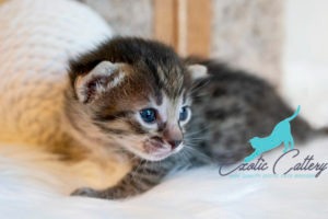 Savannah cat hybrid Savannah cat hybrid
