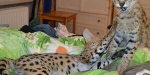 Savannah cat toys Savannah cat toys