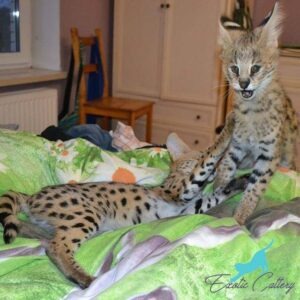 Savannah cat toys Savannah cat toys
