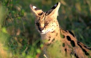 A,Serval,Cat,(leptailurus,Serval),Sitting,Amongst,Tall,Grass,And