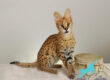 Professional serval cat trainer working with a serval in an outdoor enclosure - Serval Cat Training:
